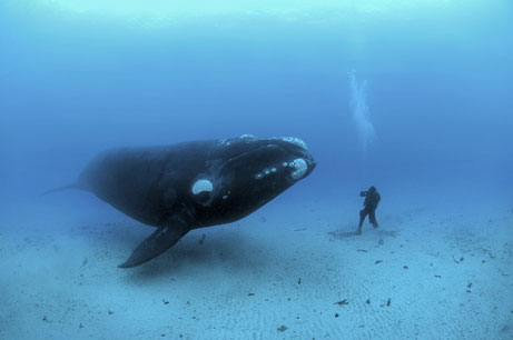 Ballena national