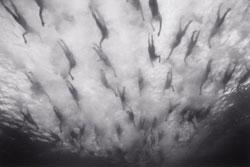 Wayne Levin