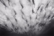 Wayne Levin